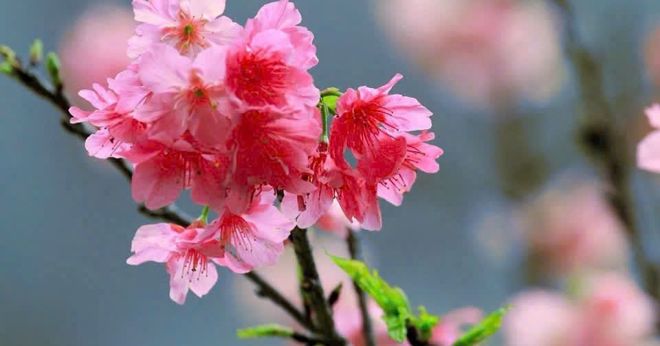 Chợ Tết Công đoàn - Xuân 2026